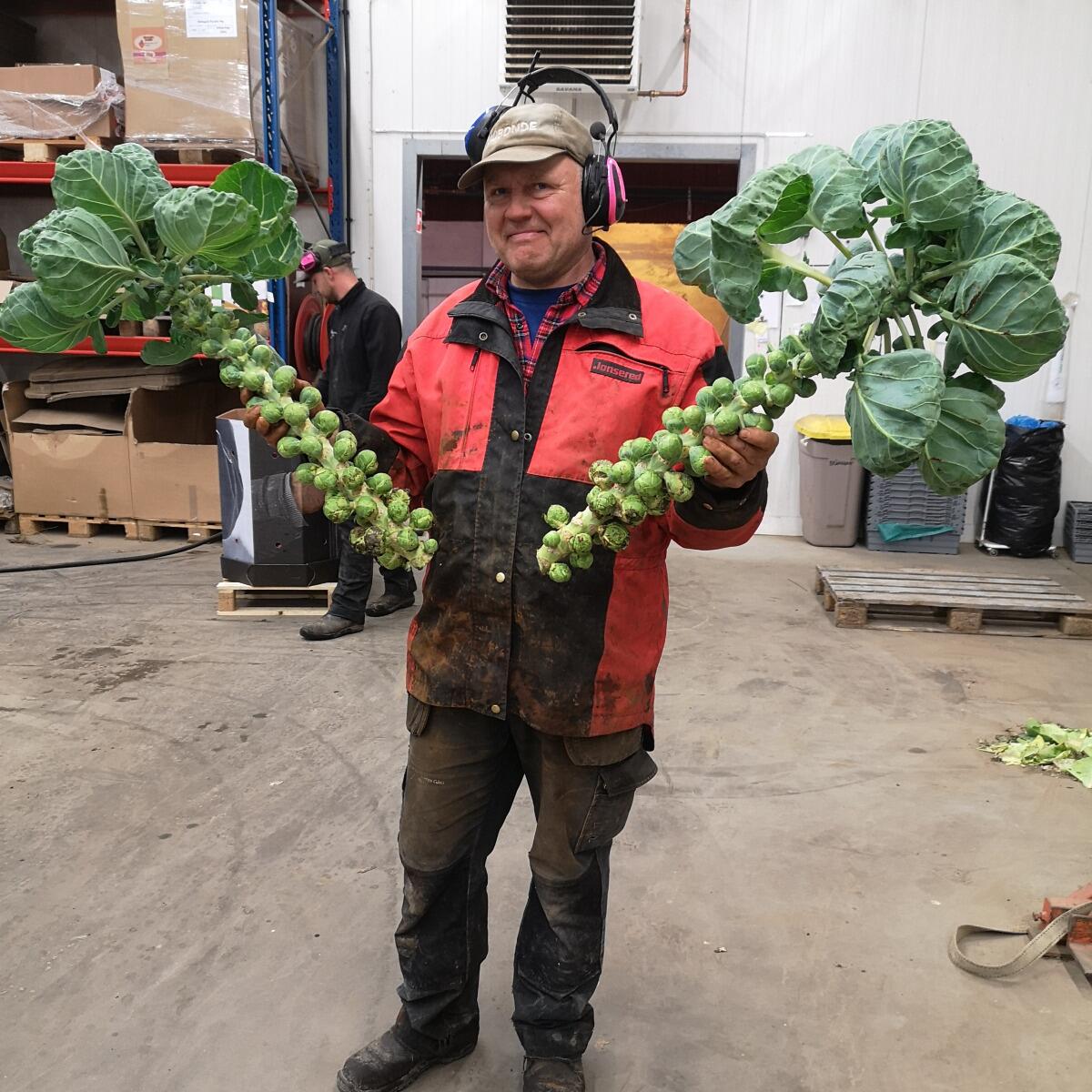 Källsprångs Gård's Brussels sprouts stock'