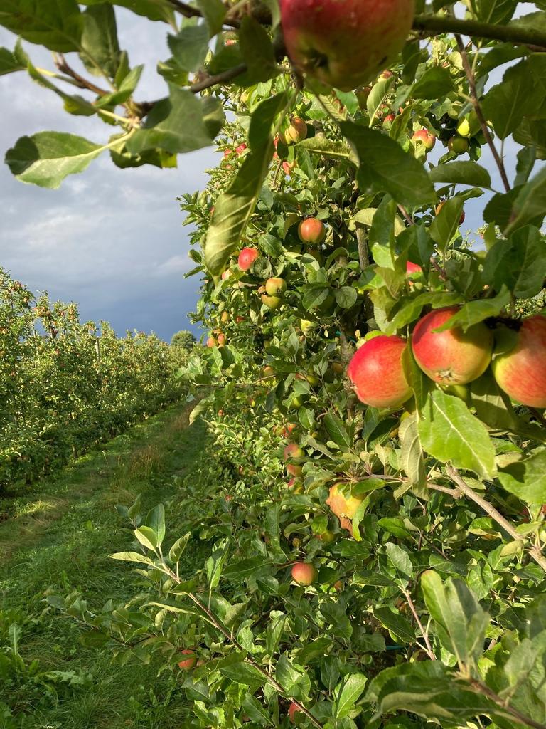 Reichlich Öko-Äpfel bei Äppelriket's Bild'