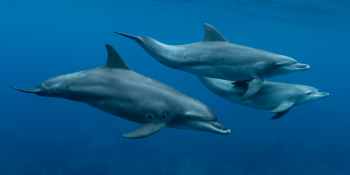 Why Reef-Safe & Eco-Friendly Suncream Matters