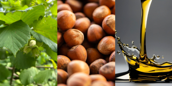 Hazelnut Oil – From Orchard to Our Skin: Why It Earned Its Place