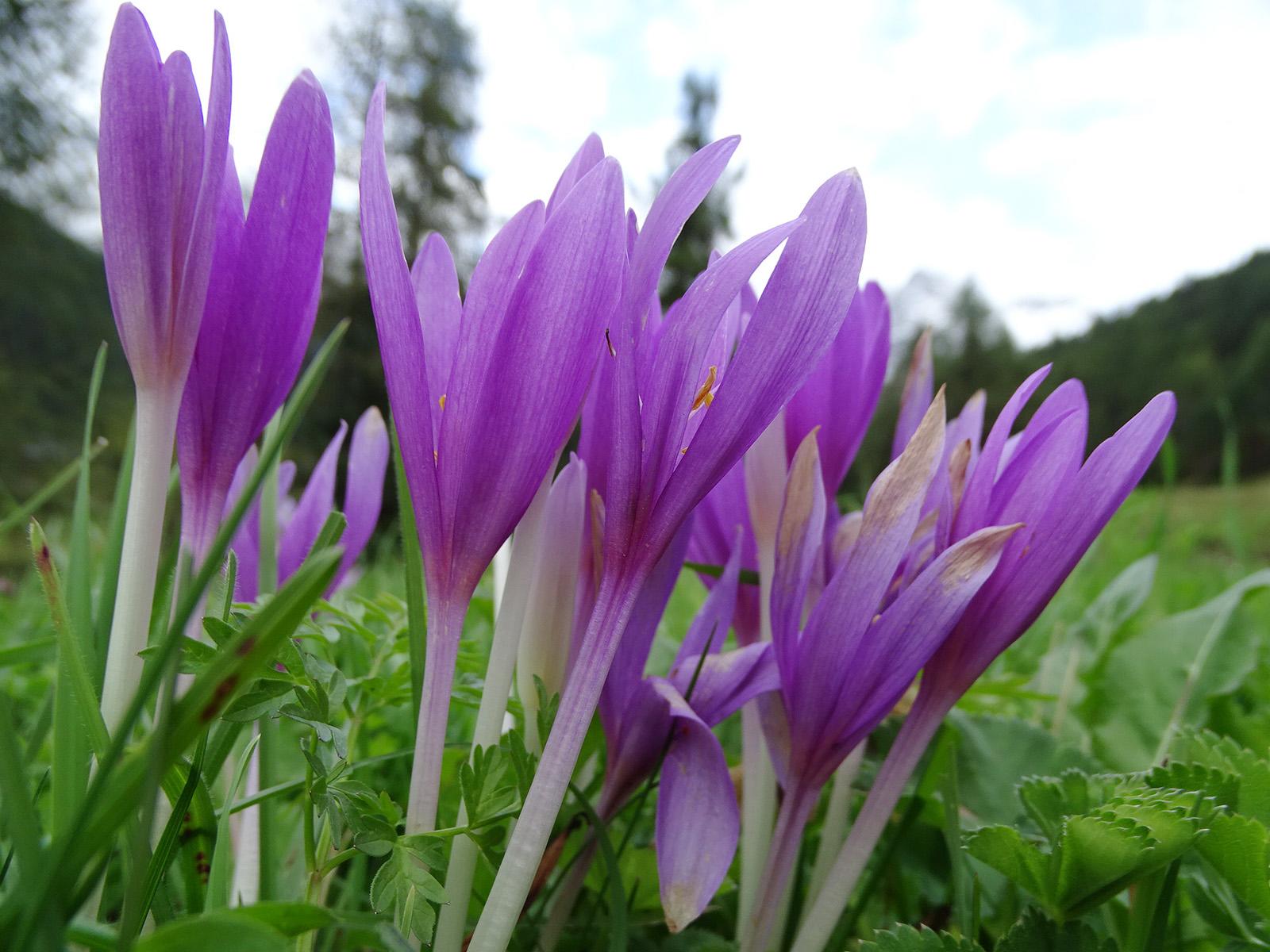 Крокус 2 месяца. Безвременник осенний Colchicum autumnale. Колхикум безвременник. Крокус осенний безвременник. Безвременник Борнмюллера.