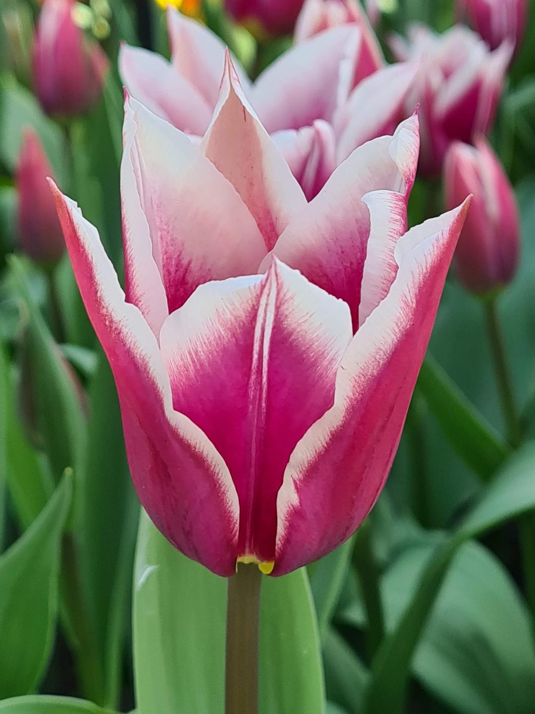 1 x TULIP Lily flowered Claudia 10/11cm x 7 Bulbs