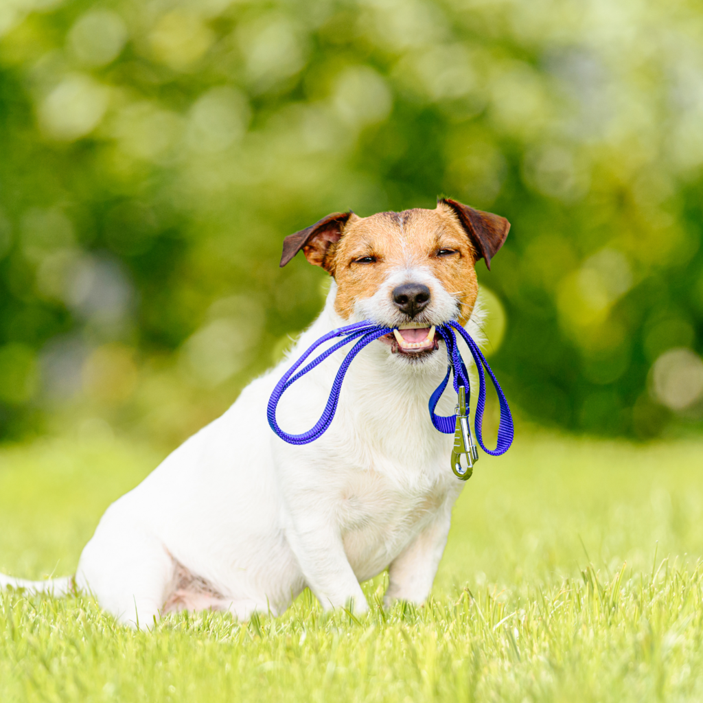 Discover some of the best dog walking spots in Bracknell