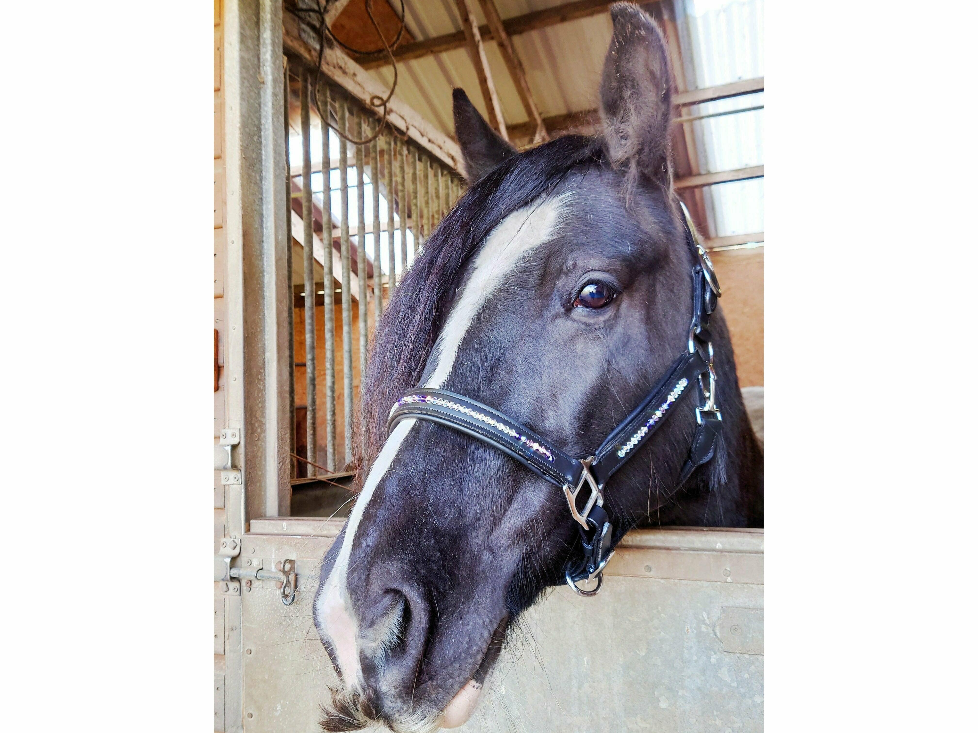 Daisy-Chain Equestrian Preciosa Crystal Leather Headcollar