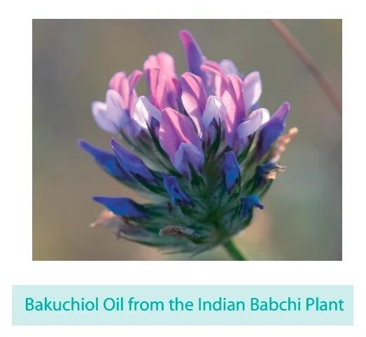 Bakuchiol Oil from the Indian Babchi Plant