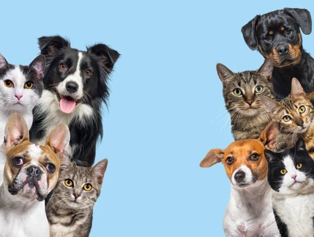 Pet Products