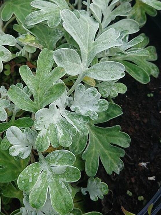 Artemisia stelleriana