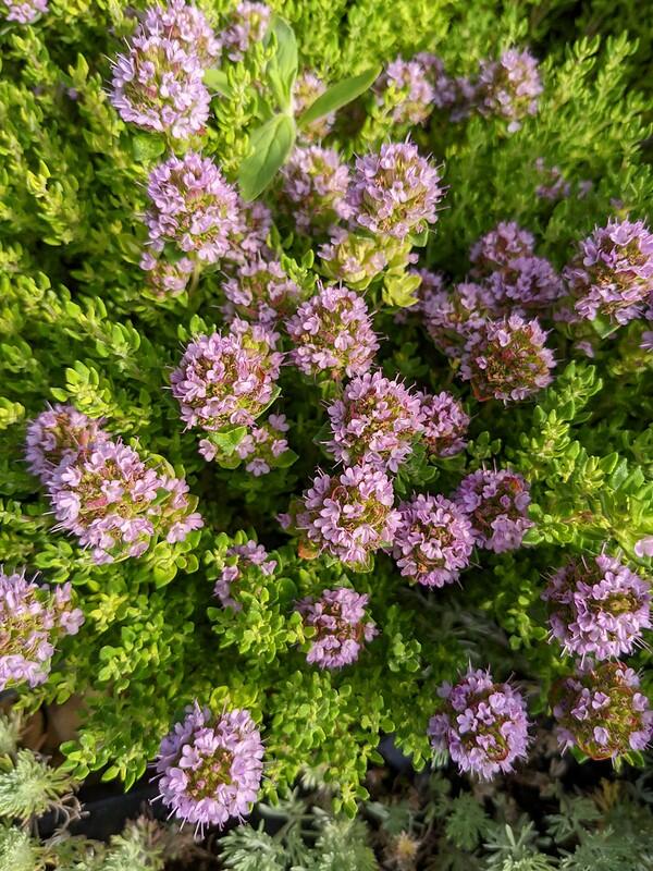 Buy Thymus Camphoratus Camphor Thyme From Shire Plants