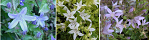Trailing Bellflower Collection (Three Plants)