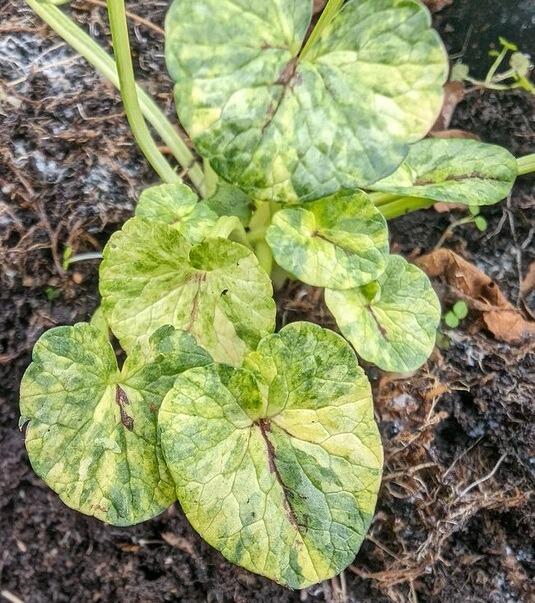 Ficaria verna 'Martin Gibb' (Variagated Celandine)
