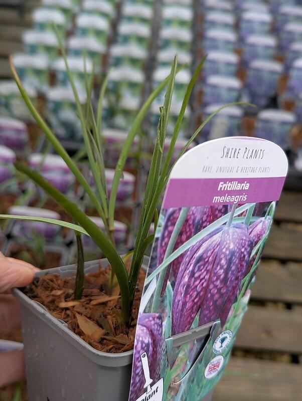 Our Potted Bulbs