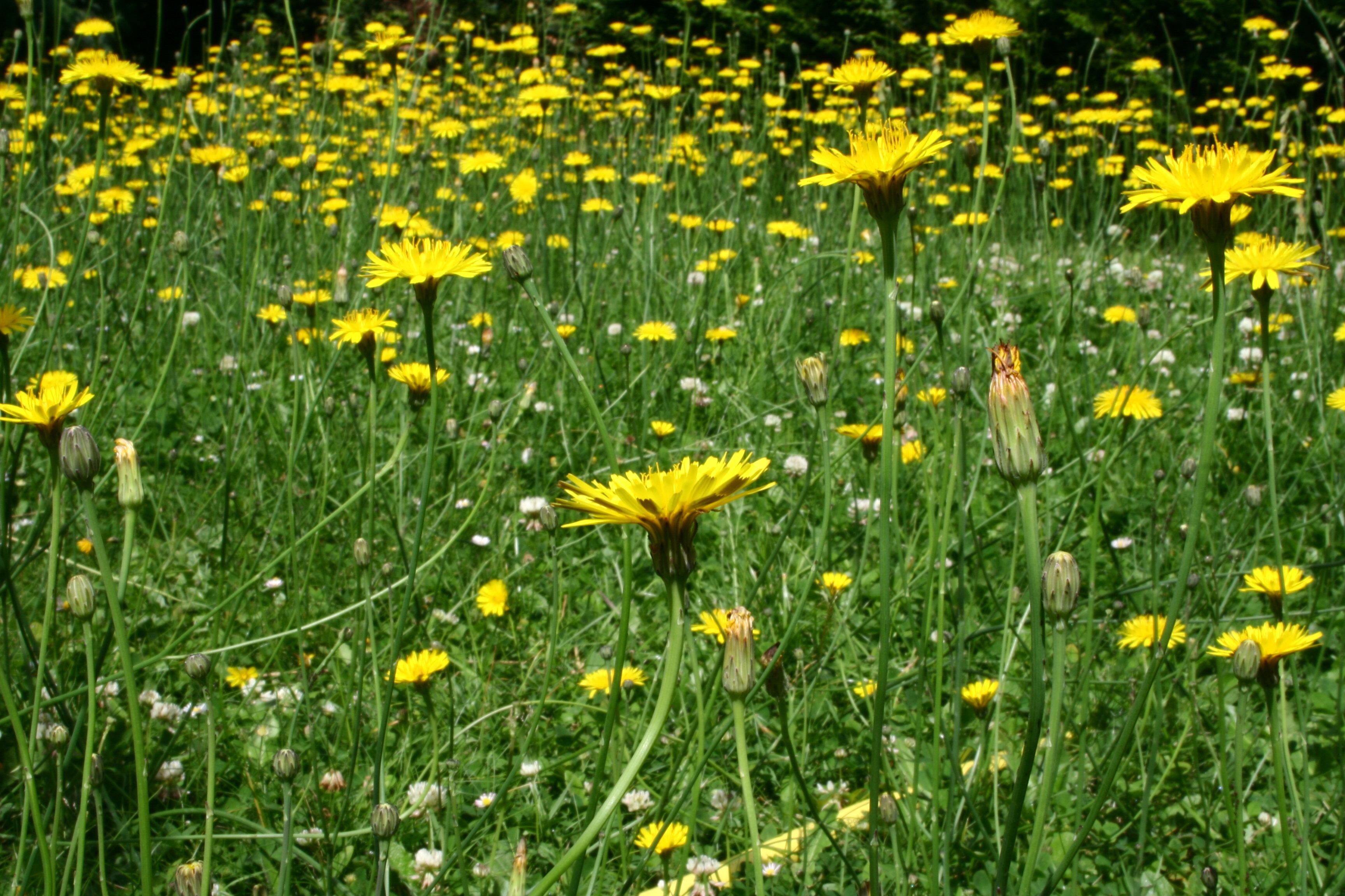 Hypochaeris radicata (Cat's Ear)