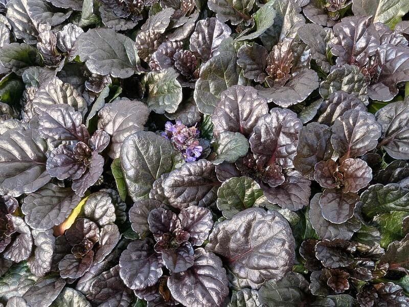 Ajuga reptans 'Black Scallop' (Bugle)