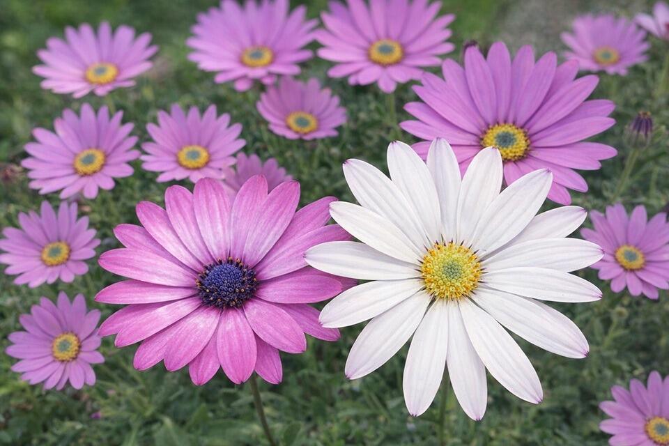 Osteospermum Collection (African Daisy) - Four Plants
