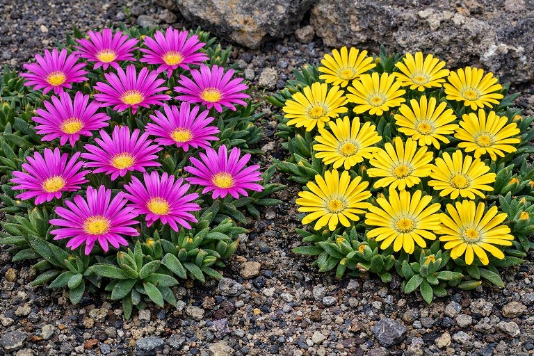 Delosperma collection (Ice Plant) - two plants