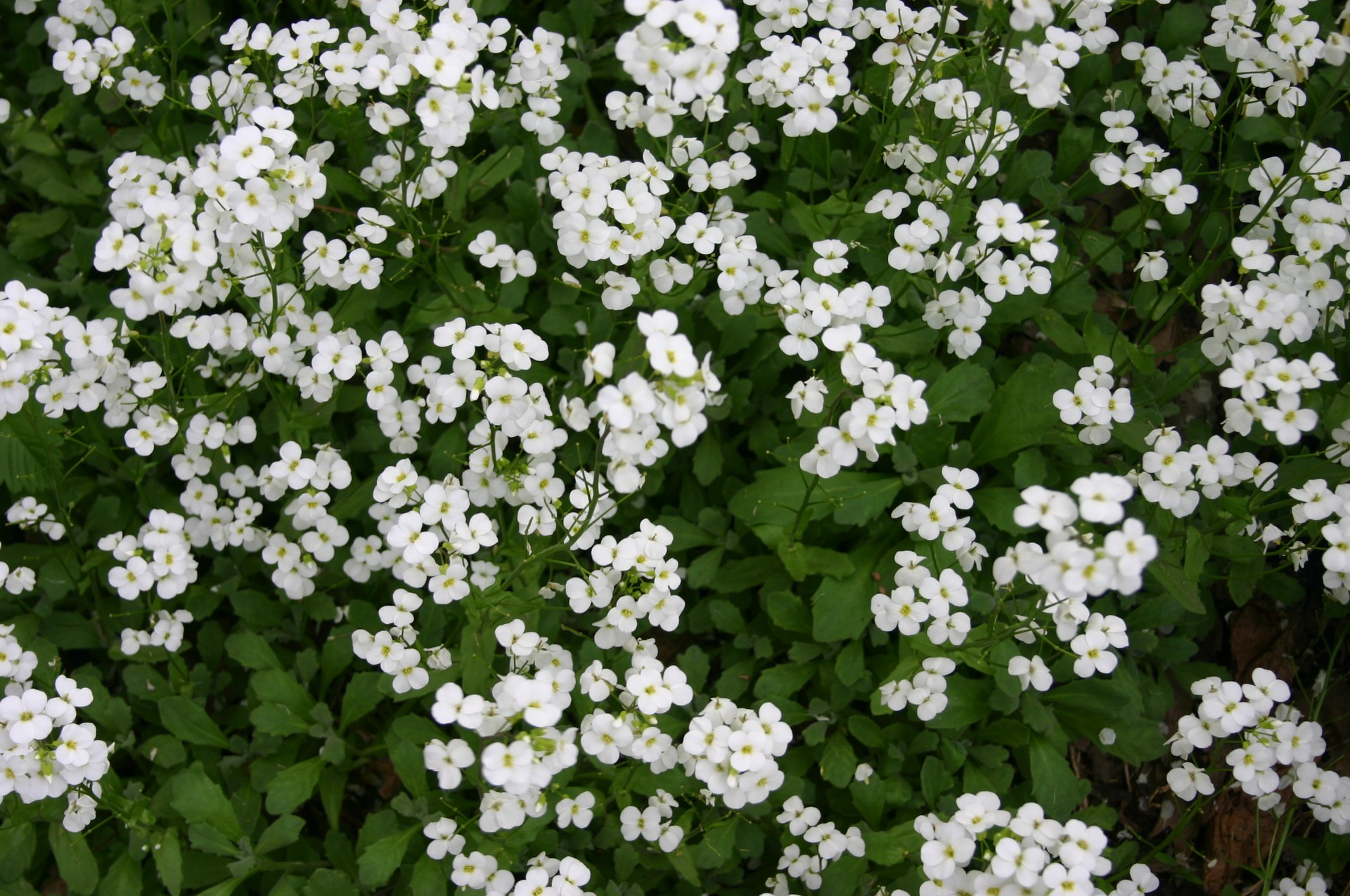 Arabis caucasica 'White' (White Rock Cress)
