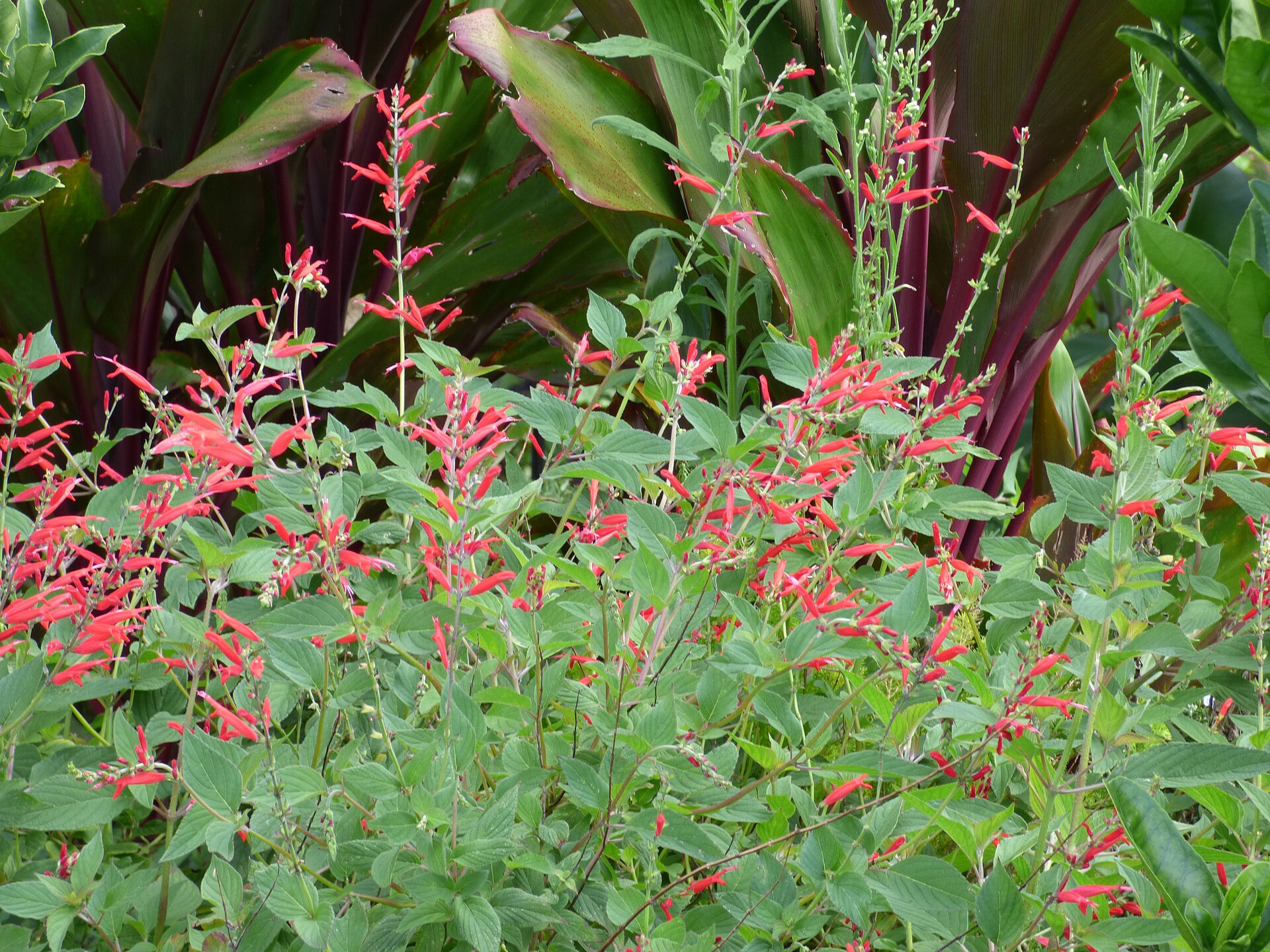 Salvia rutulans (Pineapple Sage)