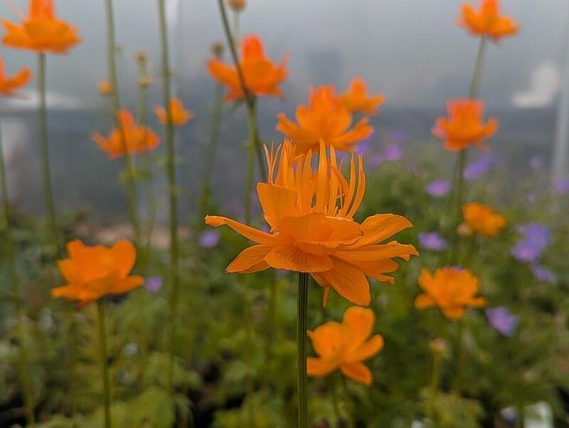 Trollius chinensis 'Golden Queen'