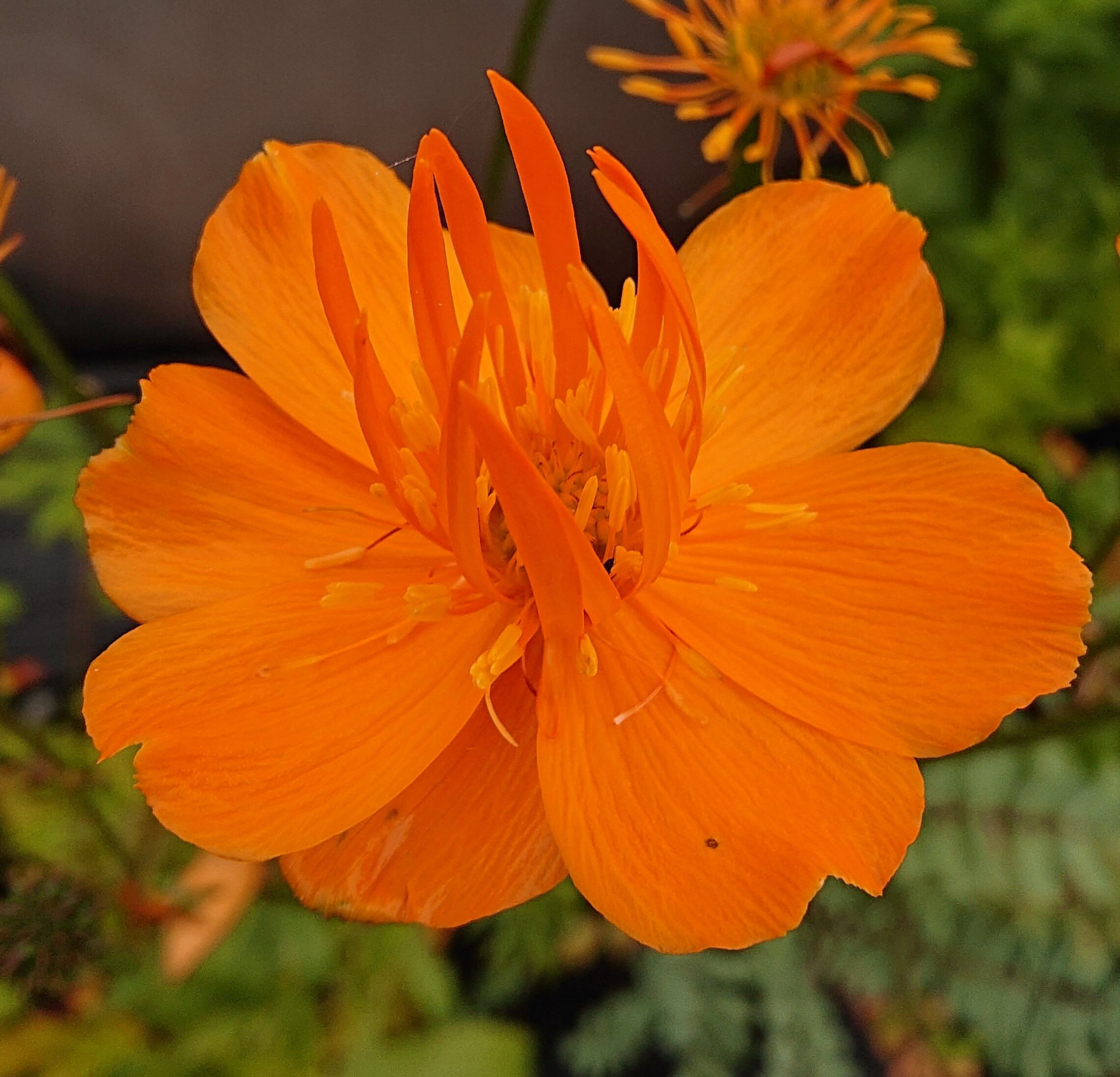 Trollius chinensis 'Golden Queen'