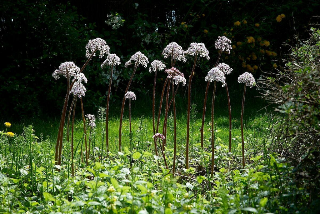 Beward the Triffids!