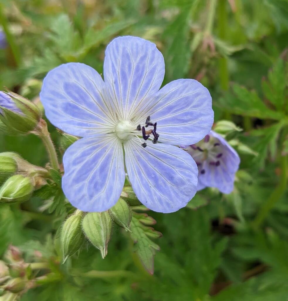 Geranium 'Mrs Kendal Clark'