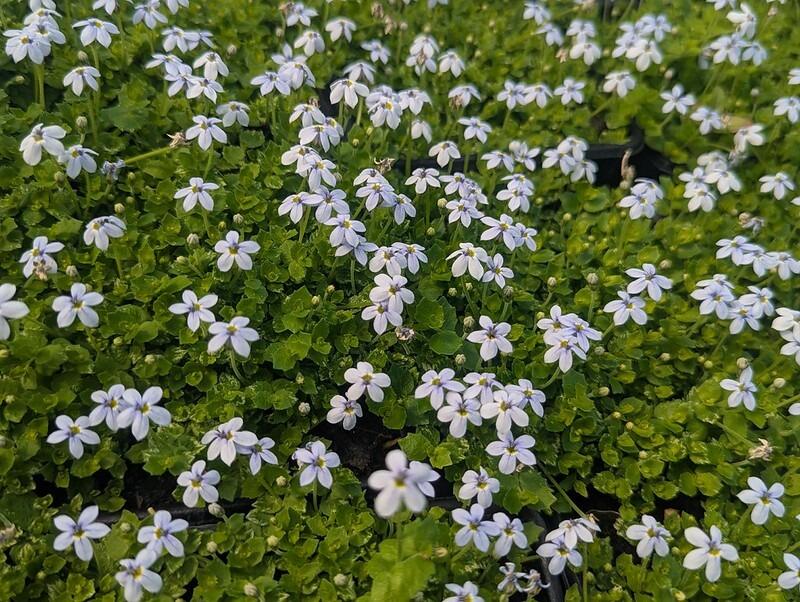 Pratia pedunculata (Blue Star Creeper)