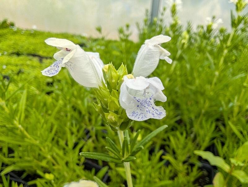 Dracocephalum argunense 'Fuji White' (Dragonhead)