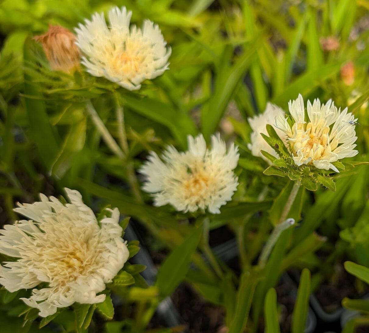 Stokesia laevis 'Mary Gregory'
