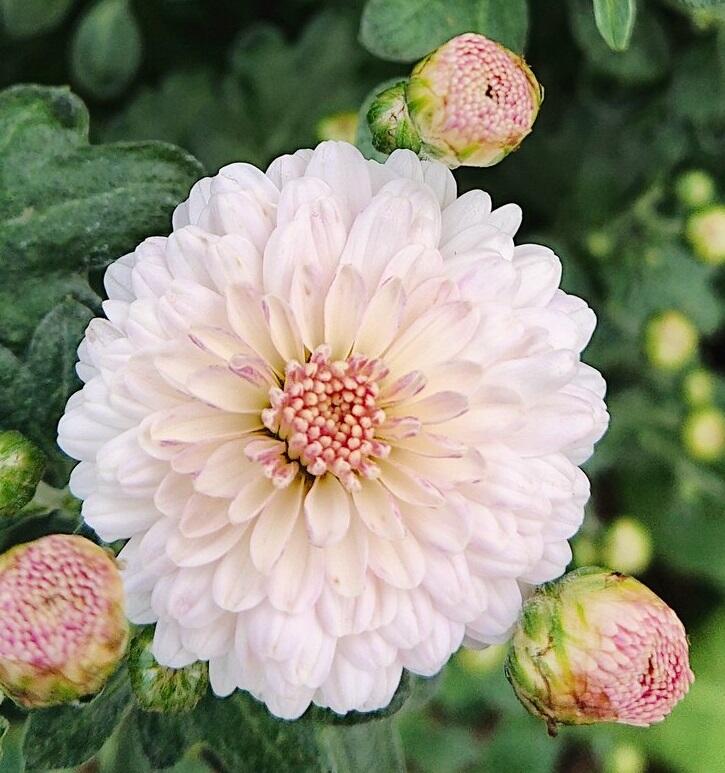 Chrysanthemum 'Purleigh White'