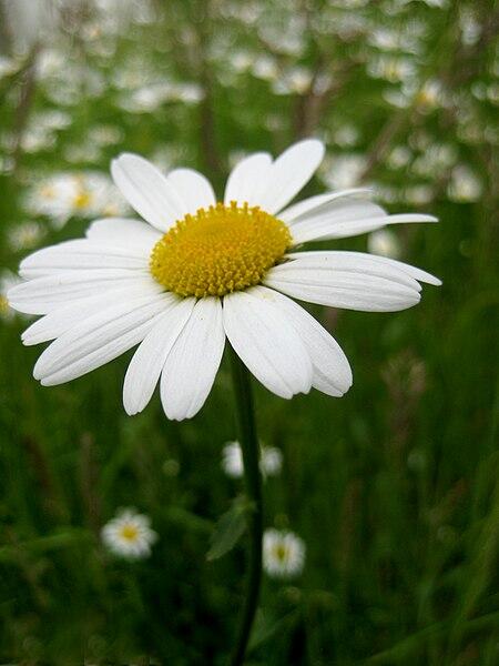 Leucanthemum vulgare (Ox-eye Daisy)