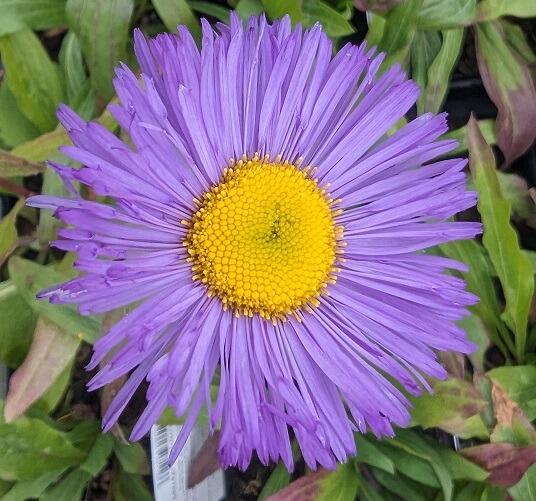 Plants at reduced prices