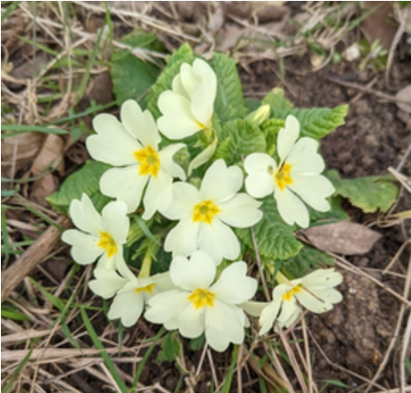 Primroses