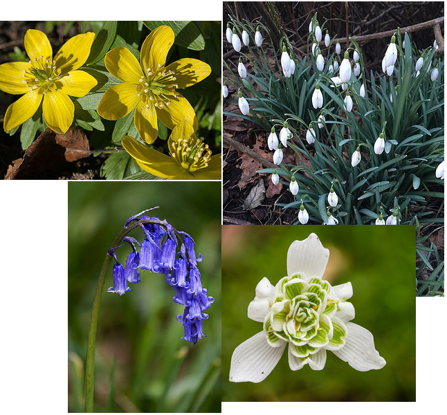 Spring Bulb Collection