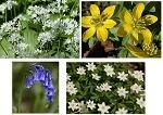 Wild Flower In-The-Green Bulb Collection