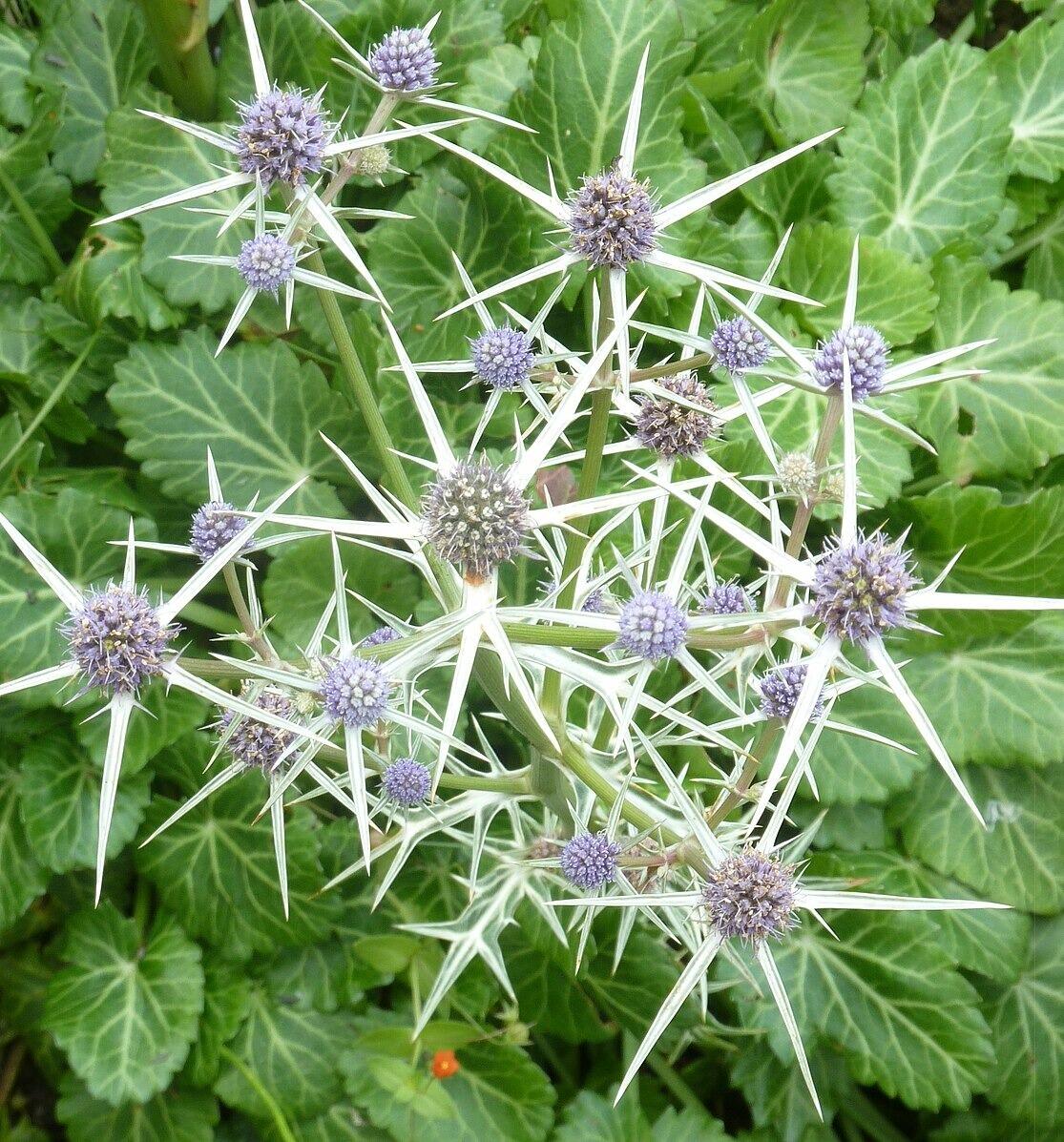 Eryngium variifolium ‘Miss Marble’ (Moroccan Sea Holly)