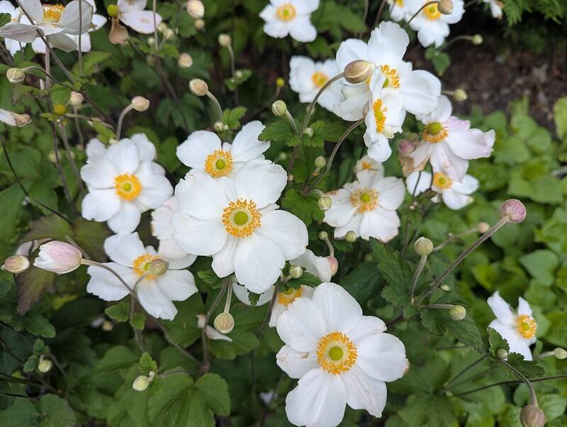 Anemone × hybrida 'Honorine Jobert' (Japanese anemone)