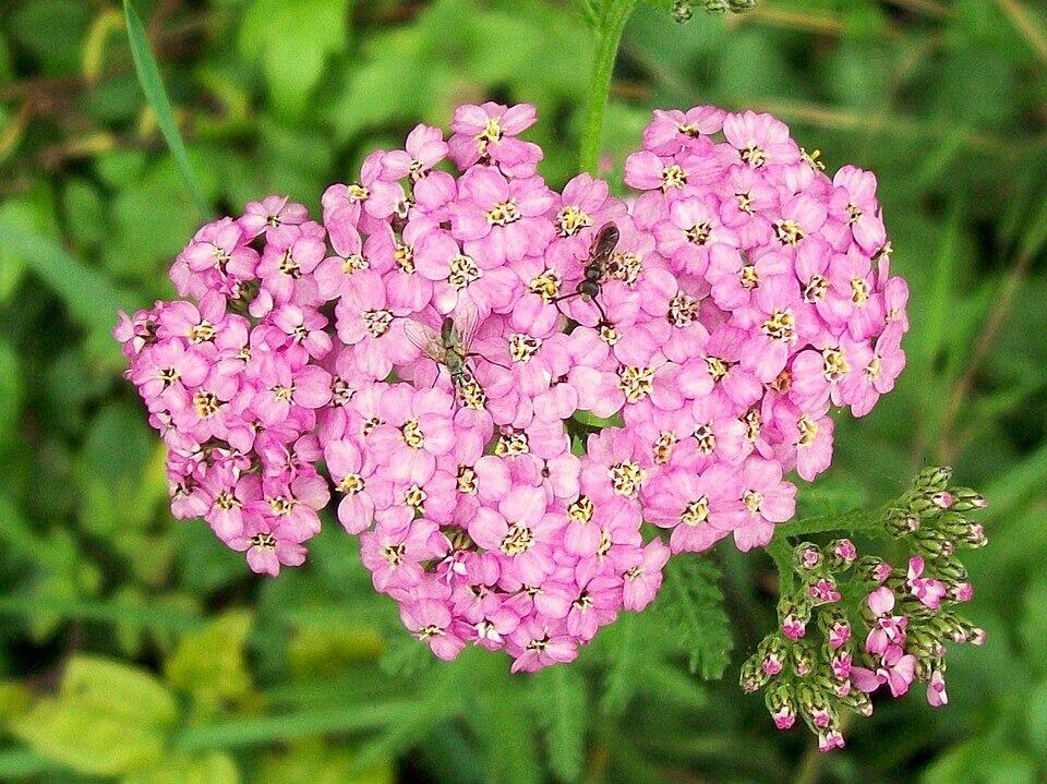 Achillea millefolium 'Lilac Beauty'