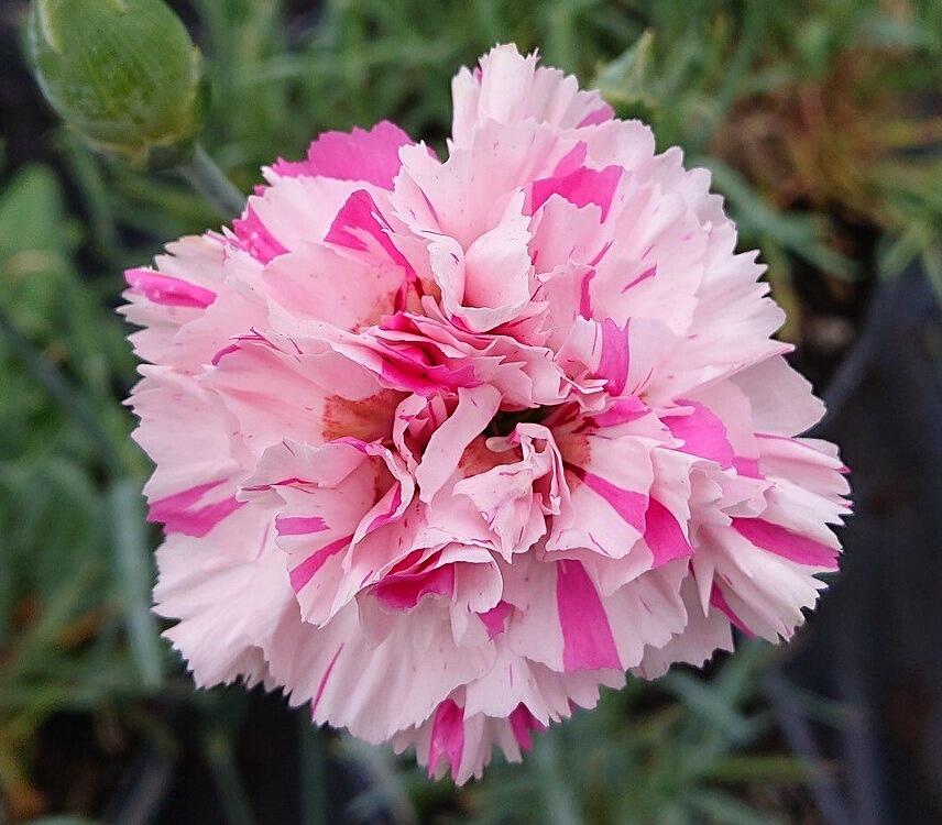 Dianthus 'Bailey's Celebration'