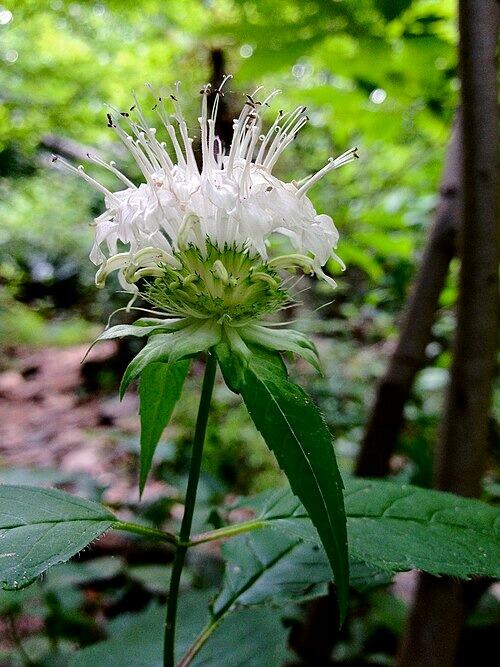 Monarda didyma 'Snow White' (Bergamot)