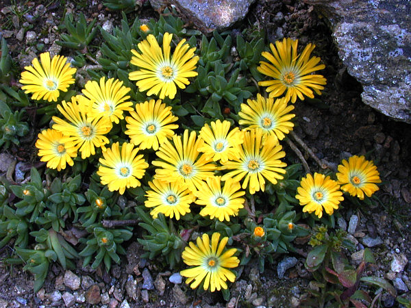 Delosperma congestum (Ice Plant)