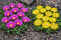 Delosperma collection (Ice Plant) - two plants