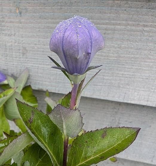 Platycodon grandiflorus 'Astra Blue' (Balloon Flower)