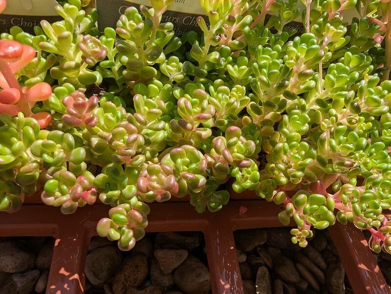 Sedum oreganum (Oregon stonecrop)
