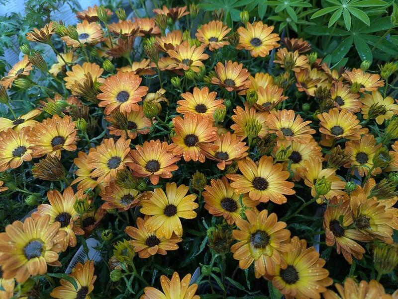 Flowers all Summer