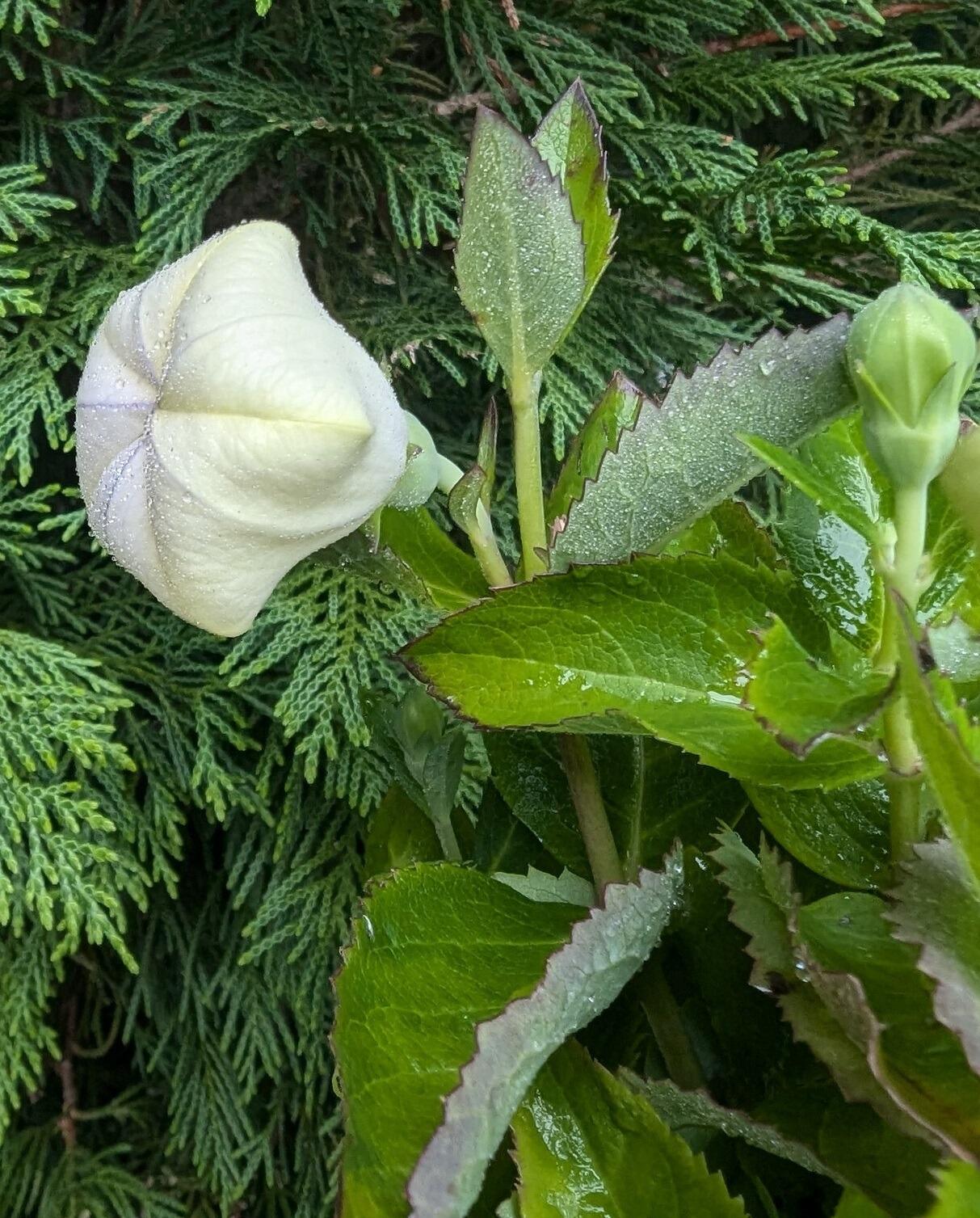 Platycodon grandiflorus 'Astra White' (Balloon Flower)