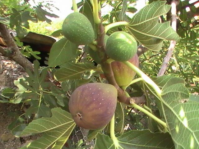 Ficus carica 'White Marseilles' (Fig)
