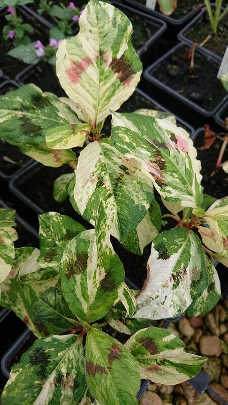 Persicaria virginiana 'Painter's Palette'