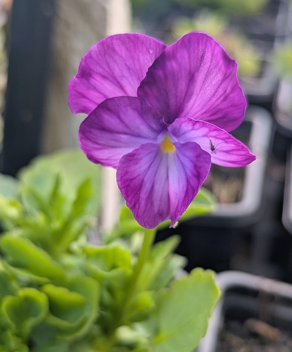 Viola  'Rosy Rayne'