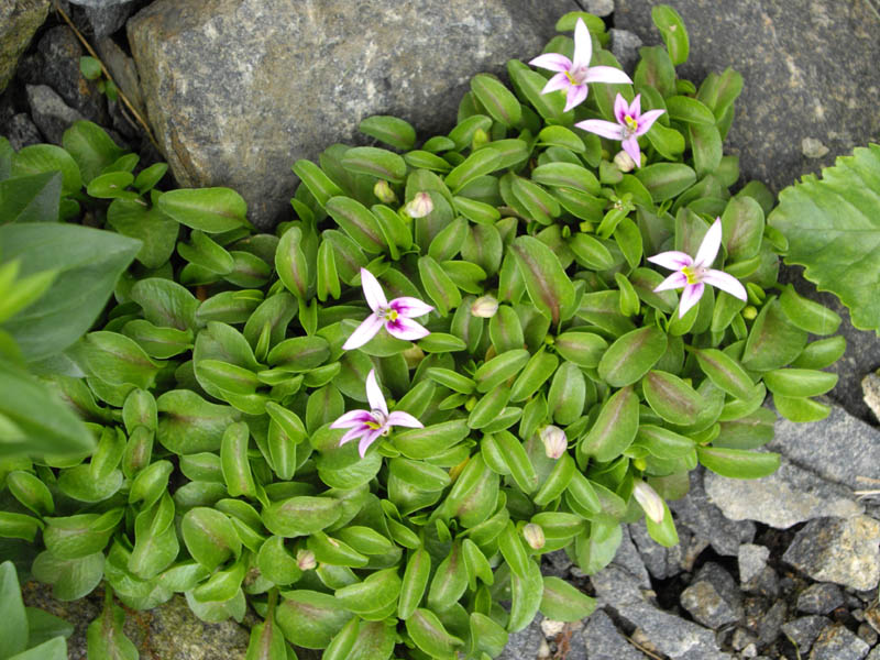 Hypsela reniformis