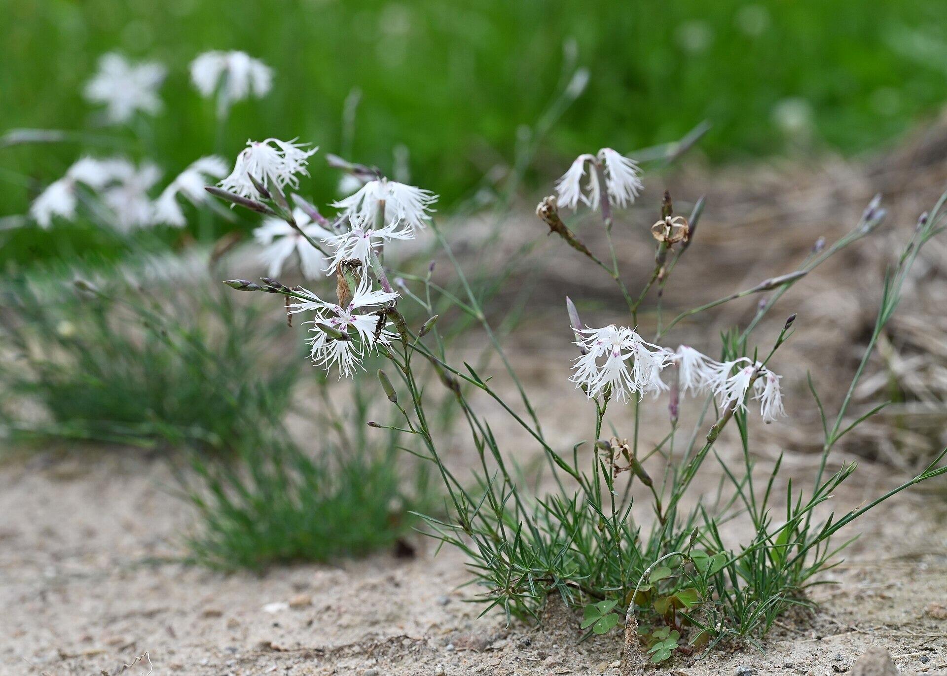 Dianthus arenarius (The Sand Pink)
